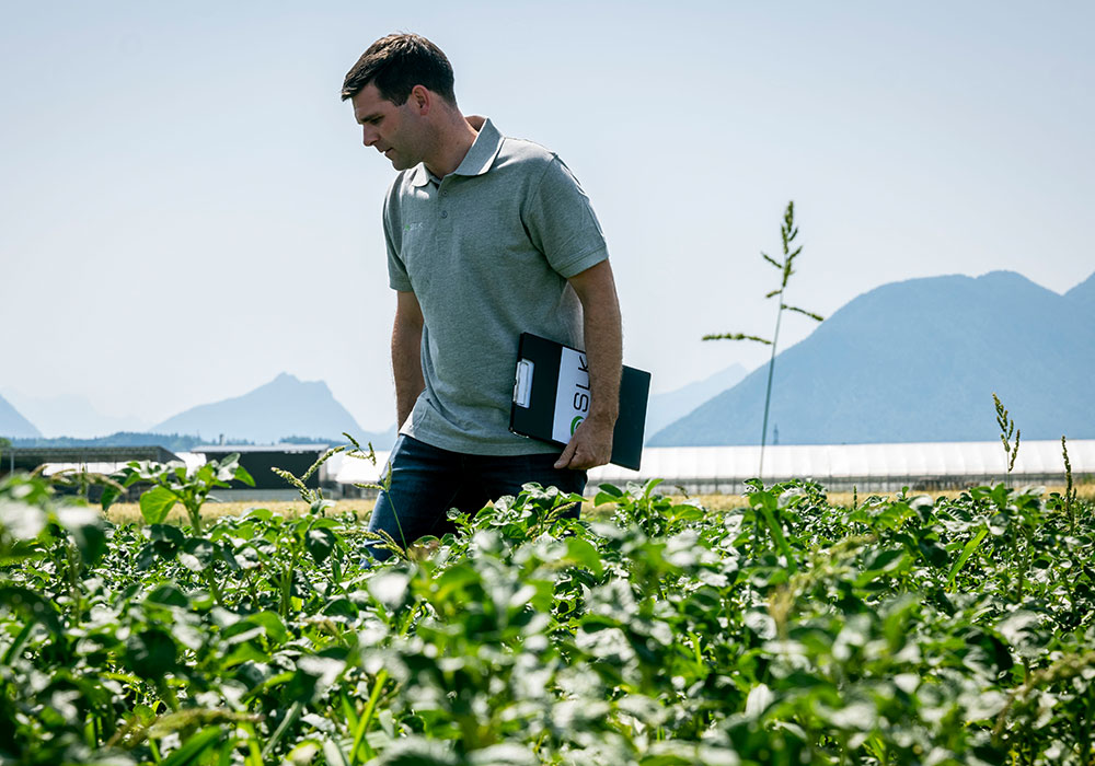 steirisch-kren-vorschau